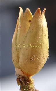  Dehisced capsule